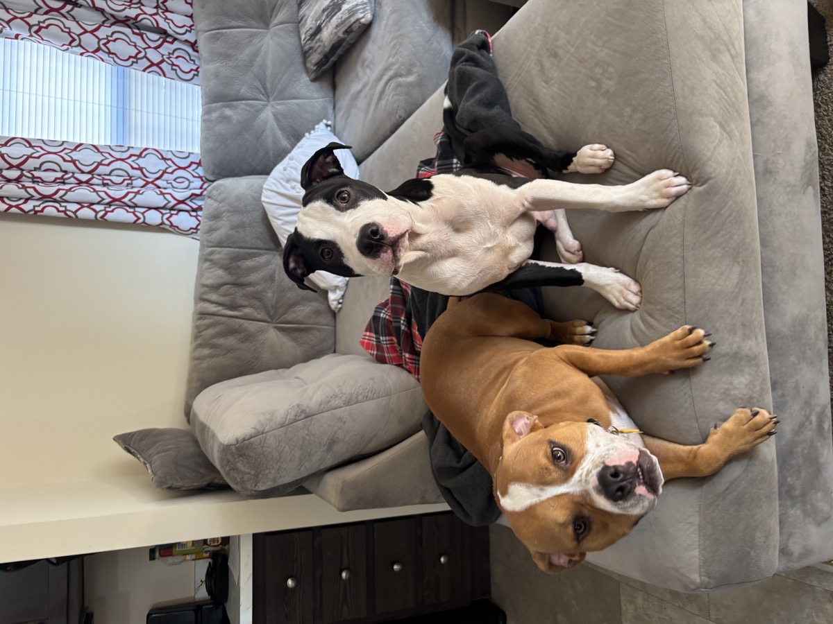 Two dogs sitting upright together on a sofa at Fur the Love